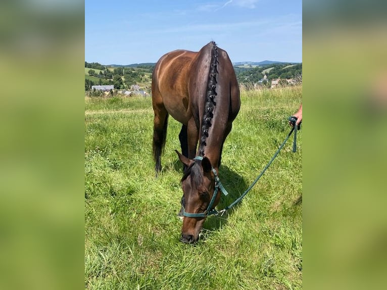 Duits sportpaard Merrie 6 Jaar 165 cm Donkerbruin in Wilsdruff