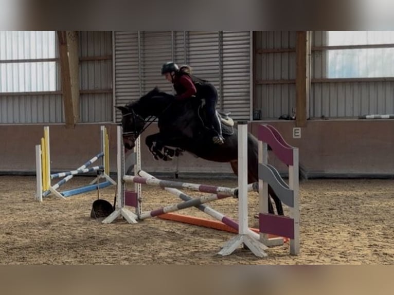 Duits sportpaard Merrie 6 Jaar 165 cm Donkerbruin in Schöneck