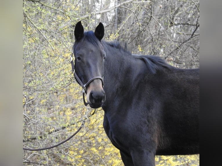 Duits sportpaard Merrie 6 Jaar 165 cm Donkerbruin in Verl