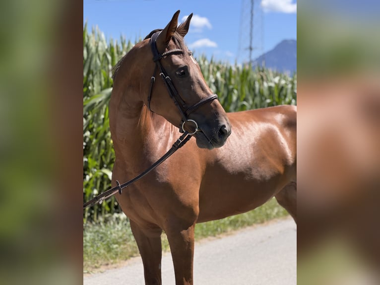 Duits sportpaard Merrie 6 Jaar 165 cm Donkere-vos in Schlins