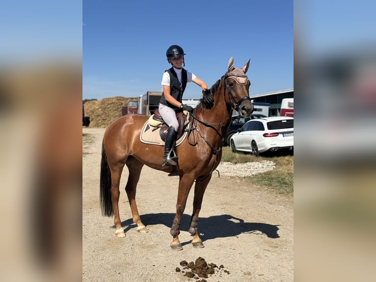 Duits sportpaard Merrie 6 Jaar 165 cm Donkere-vos in Schlins