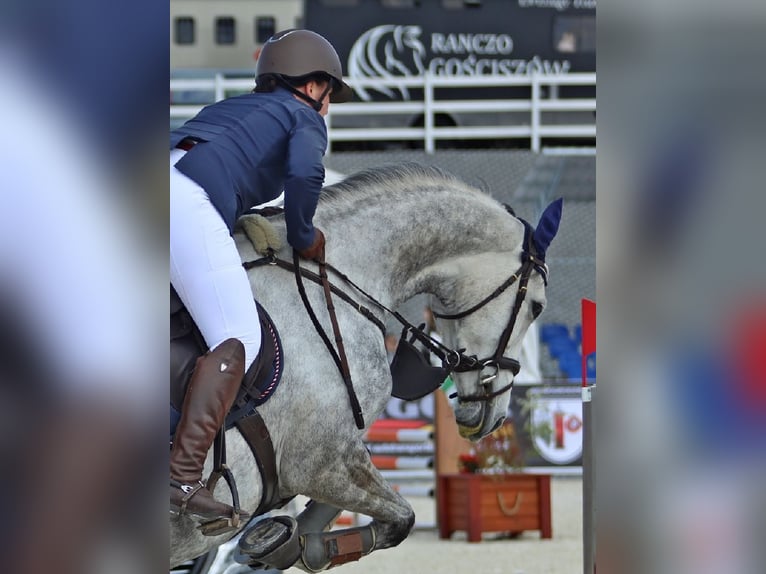 Duits sportpaard Merrie 6 Jaar 165 cm Schimmel in Löbau