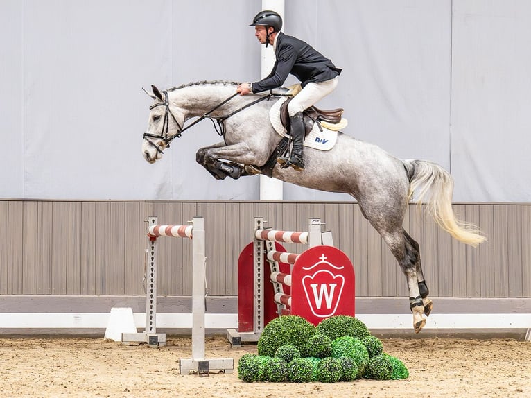 Duits sportpaard Merrie 6 Jaar 165 cm Schimmel in Münster-Handorf