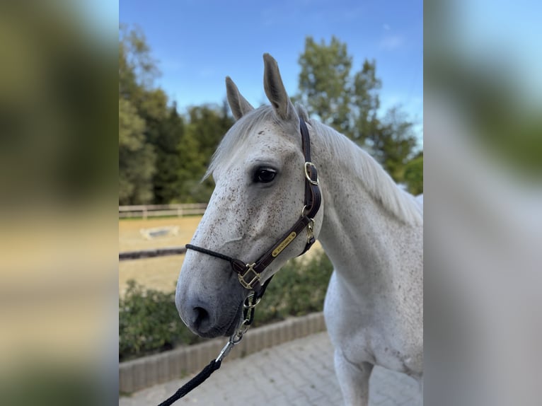 Duits sportpaard Merrie 6 Jaar 165 cm Vliegenschimmel in Limburg an der Lahn