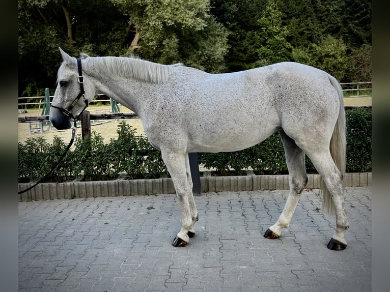 Duits sportpaard Merrie 6 Jaar 165 cm Vliegenschimmel in Limburg an der Lahn
