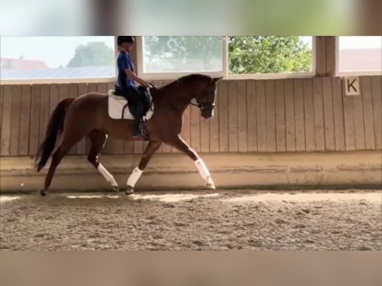 Duits sportpaard Merrie 6 Jaar 165 cm Vos in Rot an der Rot