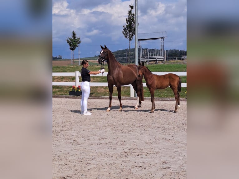 Duits sportpaard Merrie 6 Jaar 165 cm Vos in Rot an der Rot