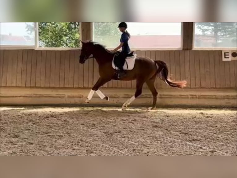 Duits sportpaard Merrie 6 Jaar 165 cm Vos in Rot an der Rot
