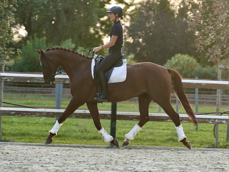 Duits sportpaard Merrie 6 Jaar 165 cm Vos in Mansuè