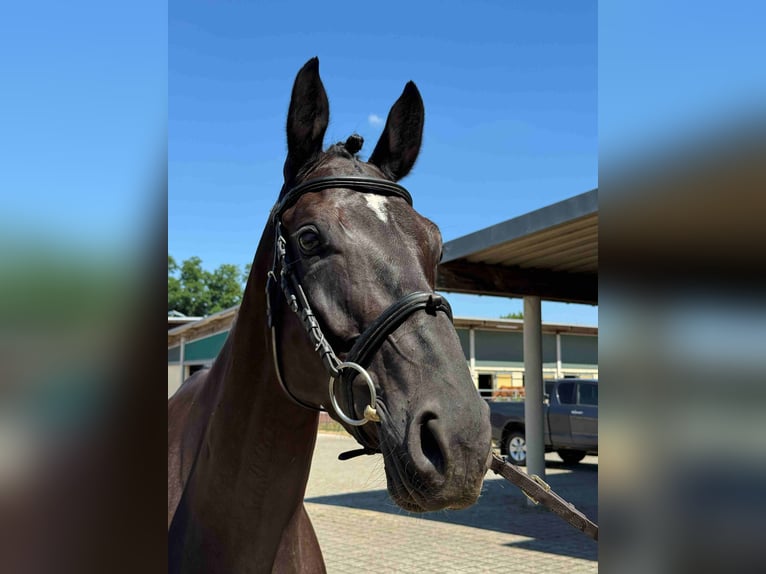 Duits sportpaard Merrie 6 Jaar 165 cm Zwartbruin in Walzbachtal