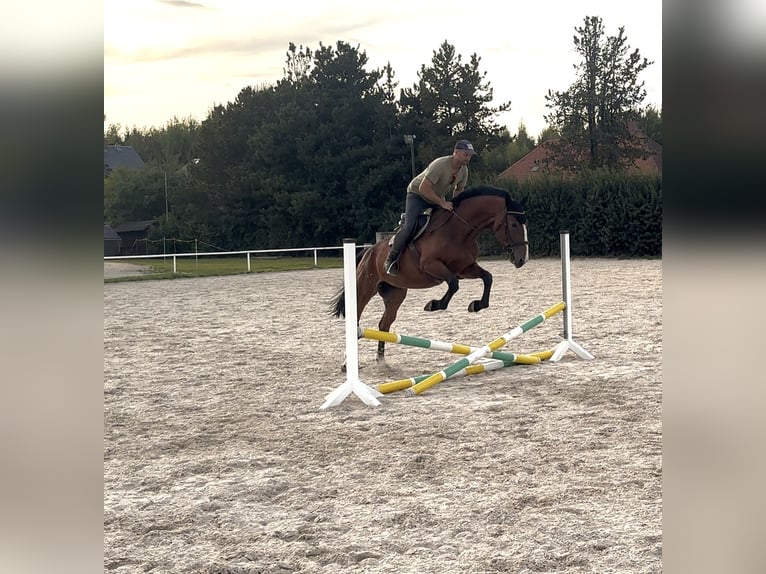 Duits sportpaard Merrie 6 Jaar 166 cm Bruin in Penig