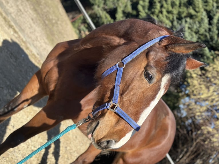 Duits sportpaard Merrie 6 Jaar 166 cm Bruin in Penig