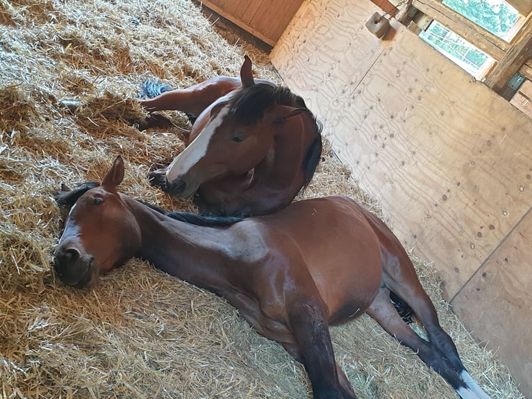 Duits sportpaard Merrie 6 Jaar 166 cm Bruin in Penig