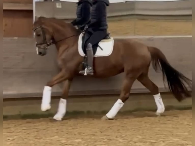 Duits sportpaard Merrie 6 Jaar 166 cm Donkere-vos in Hallbergmoos
