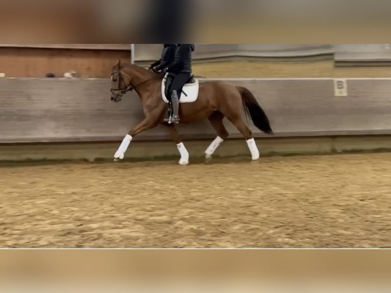 Duits sportpaard Merrie 6 Jaar 166 cm Donkere-vos in Hallbergmoos