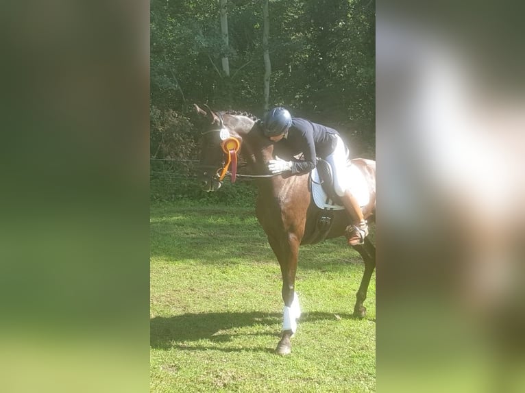 Duits sportpaard Merrie 6 Jaar 166 cm Zwart in Potsdam