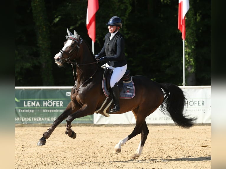 Duits sportpaard Merrie 6 Jaar 166 cm Zwartbruin in M&#xFC;hldorf am Inn