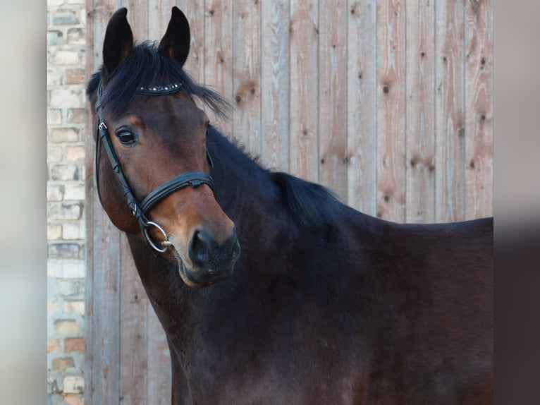 Duits sportpaard Merrie 6 Jaar 167 cm Bruin in Landsberg