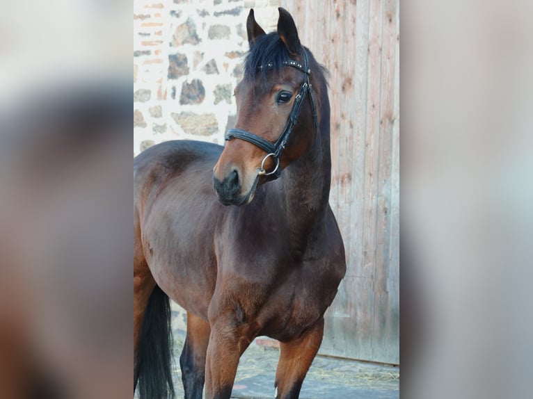Duits sportpaard Merrie 6 Jaar 167 cm Bruin in Landsberg