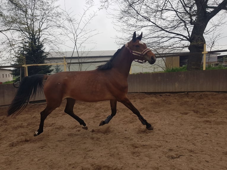 Duits sportpaard Merrie 6 Jaar 167 cm Bruin in Aken