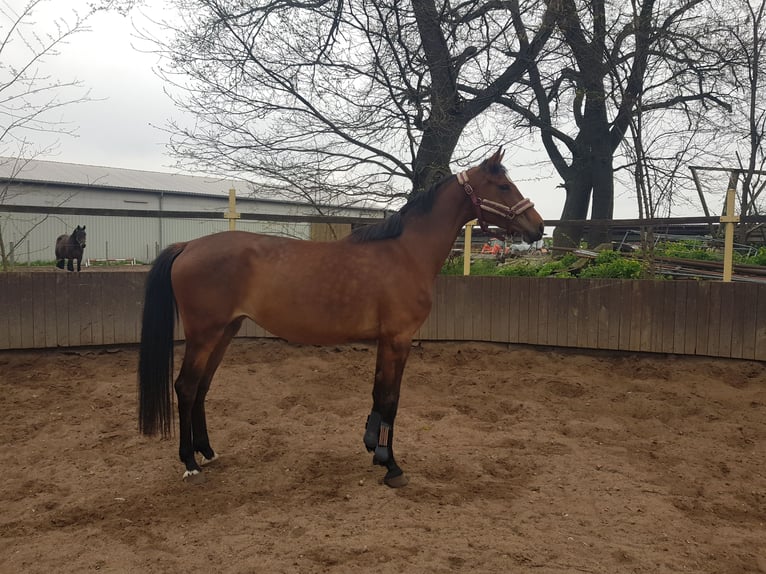 Duits sportpaard Merrie 6 Jaar 167 cm Bruin in Aken