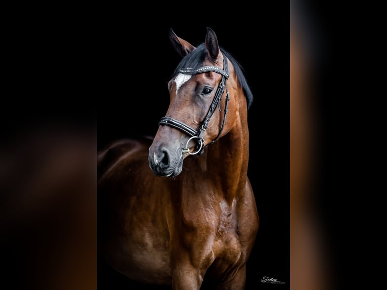 Duits sportpaard Merrie 6 Jaar 167 cm Bruin in Aken