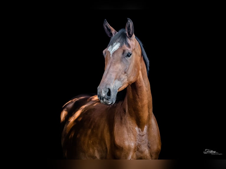 Duits sportpaard Merrie 6 Jaar 167 cm Bruin in Aken