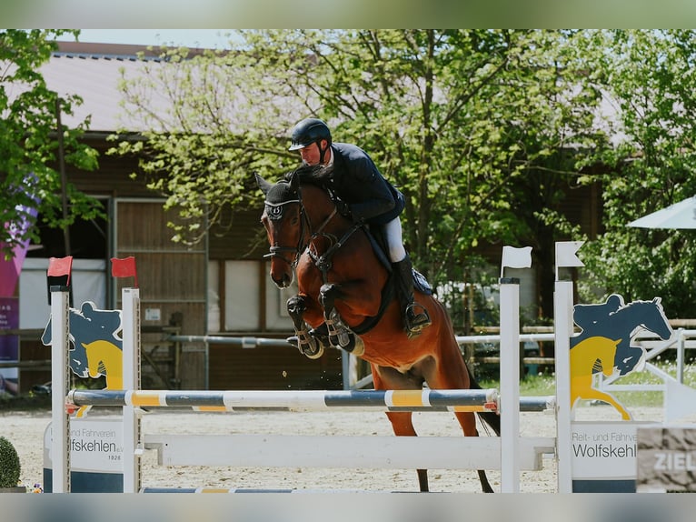 Duits sportpaard Merrie 6 Jaar 167 cm Bruin in Riedstadt