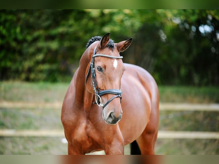 Duits sportpaard Merrie 6 Jaar 167 cm Bruin in Riedstadt