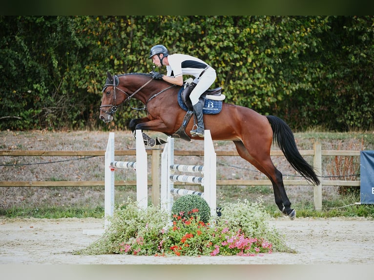 Duits sportpaard Merrie 6 Jaar 167 cm Bruin in Riedstadt