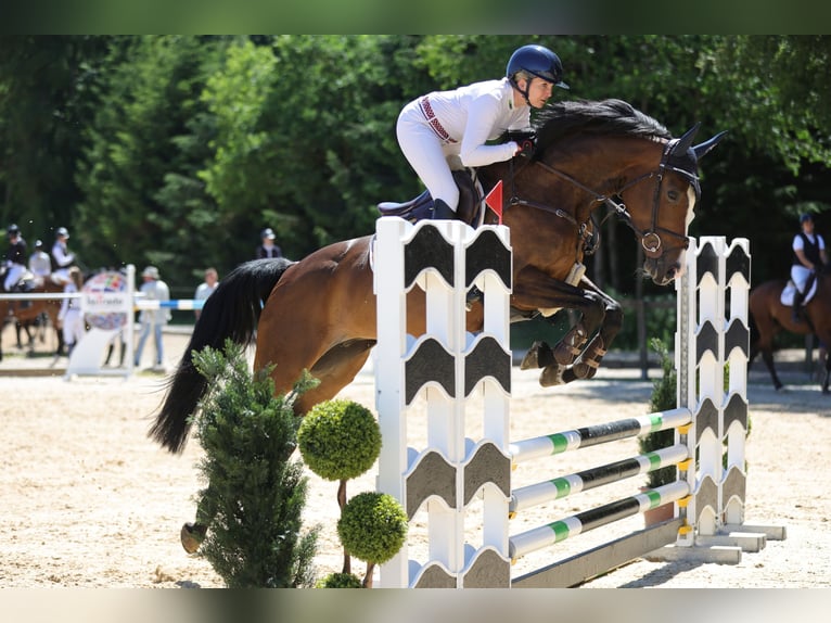 Duits sportpaard Merrie 6 Jaar 167 cm Donkerbruin in Altusried