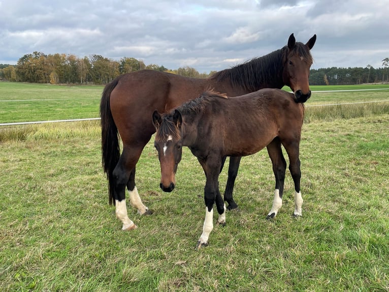 Duits sportpaard Merrie 6 Jaar 167 cm Donkerbruin in Bad Schmiedeberg