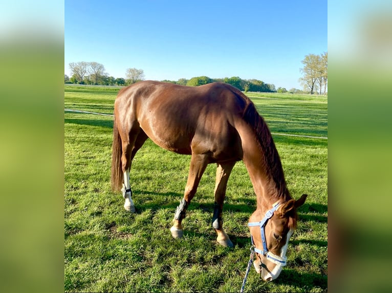 Duits sportpaard Merrie 6 Jaar 167 cm in Leipzig