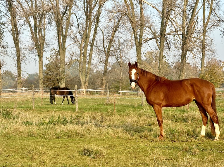 Duits sportpaard Merrie 6 Jaar 167 cm in Leipzig
