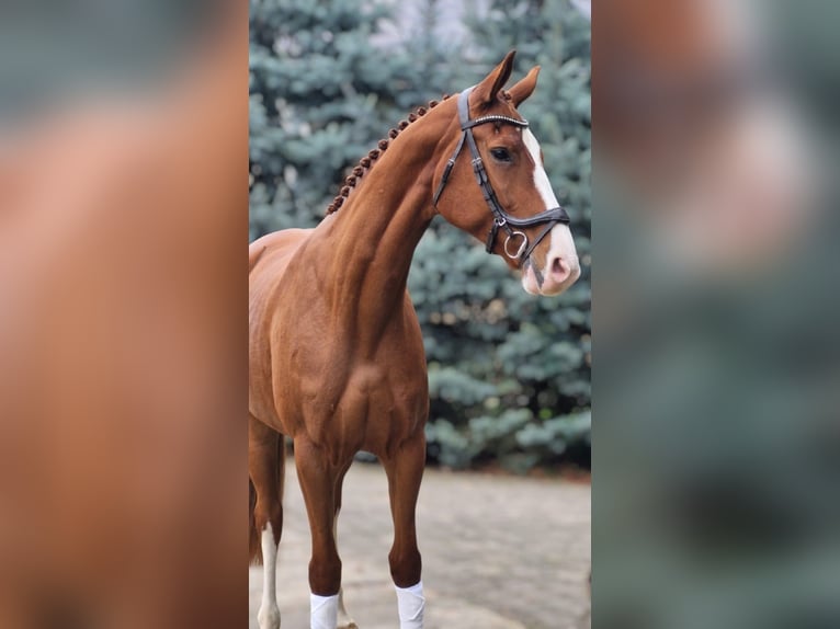 Duits sportpaard Merrie 6 Jaar 167 cm Vos in Leipzig