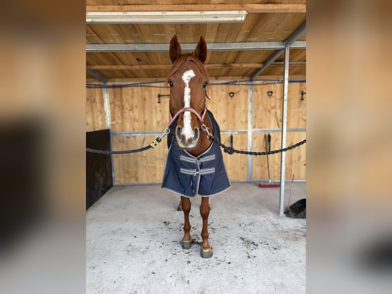 Duits sportpaard Merrie 6 Jaar 167 cm Vos in Werneuchen