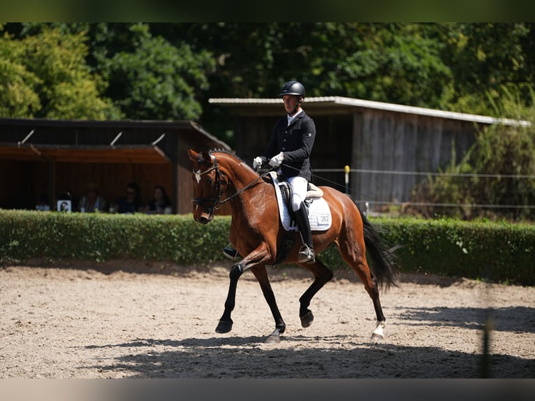 Duits sportpaard Merrie 6 Jaar 168 cm Bruin in Brieselang