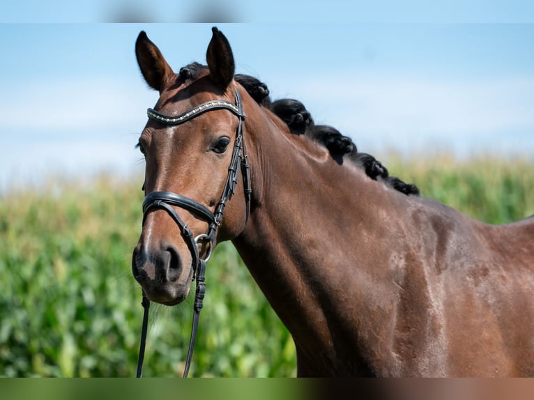 Duits sportpaard Merrie 6 Jaar 168 cm Bruin in Telfs