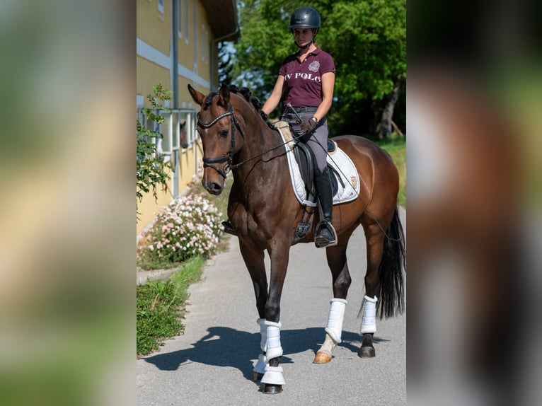 Duits sportpaard Merrie 6 Jaar 168 cm Bruin in Telfs