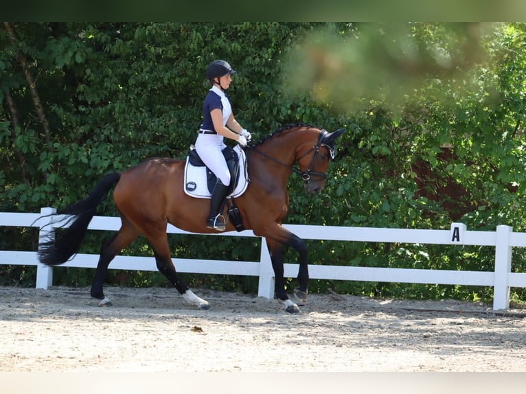 Duits sportpaard Merrie 6 Jaar 168 cm Bruin in Frankenhardt