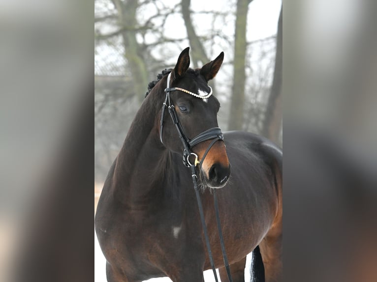 Duits sportpaard Merrie 6 Jaar 168 cm Donkerbruin in Kamern