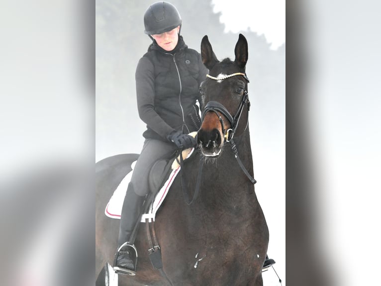 Duits sportpaard Merrie 6 Jaar 168 cm Donkerbruin in Kamern