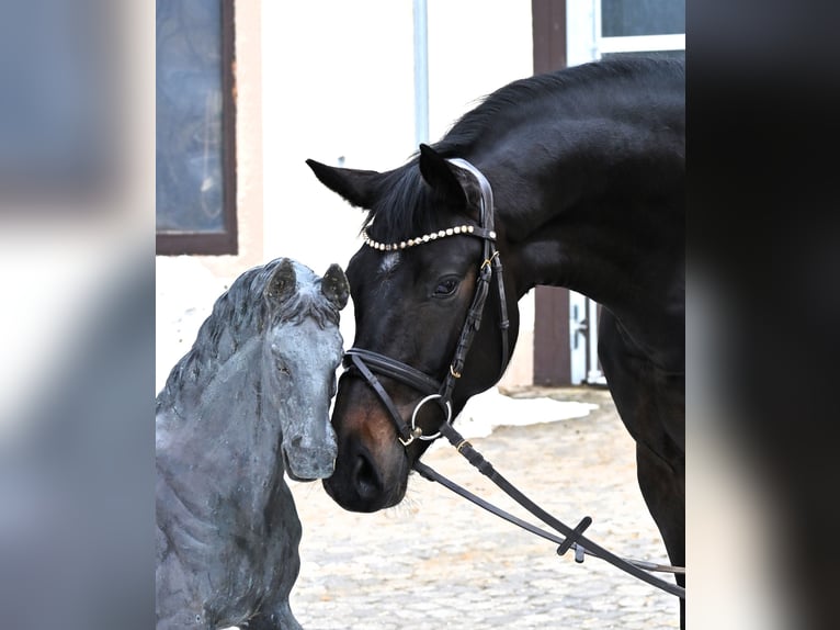 Duits sportpaard Merrie 6 Jaar 168 cm Donkerbruin in Lonsee