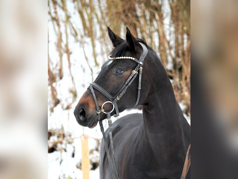 Duits sportpaard Merrie 6 Jaar 168 cm Donkerbruin in Lonsee
