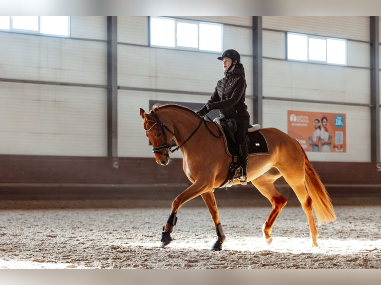 Duits sportpaard Merrie 6 Jaar 168 cm Donkere-vos in Munich