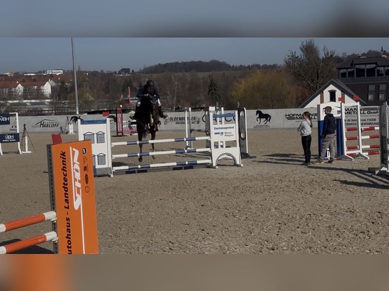 Duits sportpaard Merrie 6 Jaar 168 cm Donkere-vos in Sangerhausen