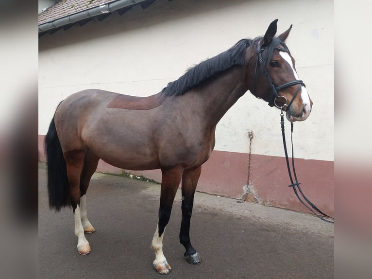 Duits sportpaard Merrie 6 Jaar 168 cm in Käshofen