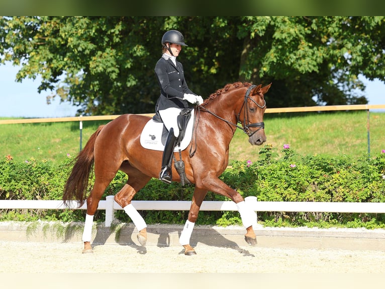 Duits sportpaard Merrie 6 Jaar 168 cm Vos in Gomadingen