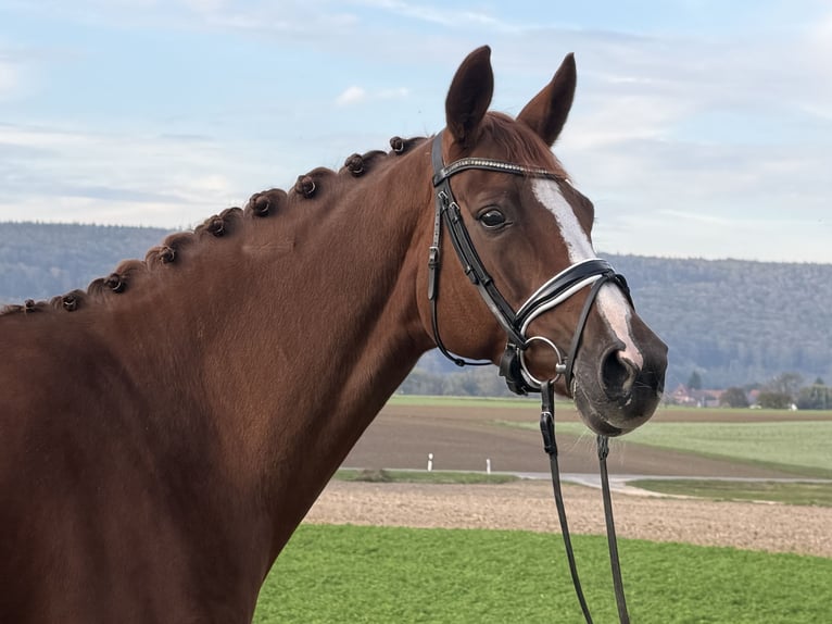 Duits sportpaard Merrie 6 Jaar 168 cm Vos in Riedlingen