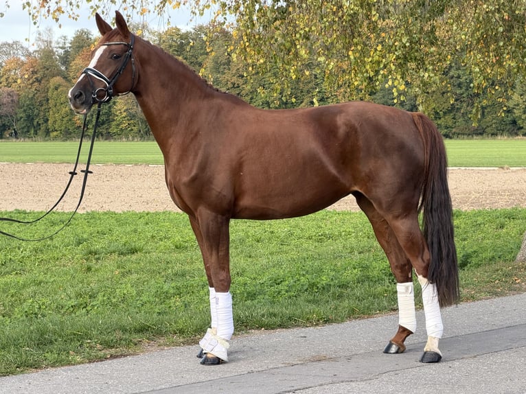 Duits sportpaard Merrie 6 Jaar 168 cm Vos in Riedlingen